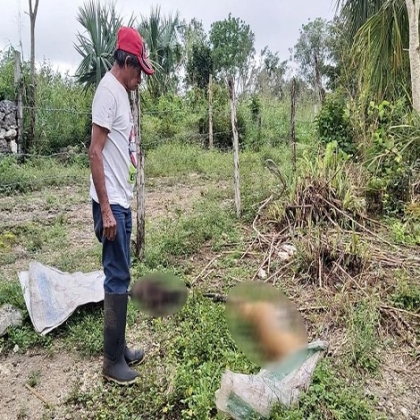 Una más sobre maltrato animal en Yucatán: abuelito denuncia que le envenenaron a sus perros