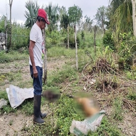 Una más sobre maltrato animal en Yucatán: abuelito denuncia que le envenenaron a sus perros