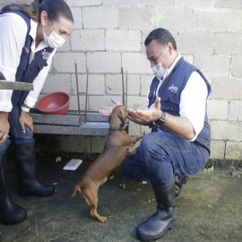 El Ayuntamiento amplía acciones de vacunación canina y felina gratuita, durante tres domingos  consecutivos en Mérida