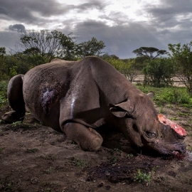 Las impresionantes imágenes del concurso anual de fotografía sobre vida silvestre