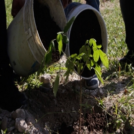 Tren Maya: plantarán tres árboles por cada uno que desmonten