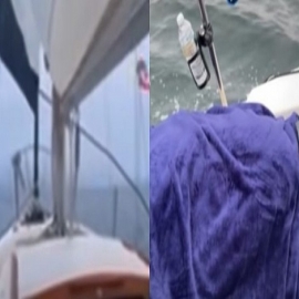 Un grupo de delfines lleva a un marinero a rescatar a una mujer varada en el océano