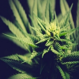 Diputados aprueban despenalizar uso lúdico de la marihuana en México