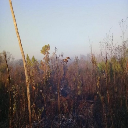Cancún: Logran combatir el incendio que consumía selva de Yum Balam