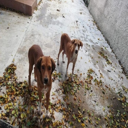 Casos de maltrato animal en Chetumal tardan días en ser atendidos: ambientalistas