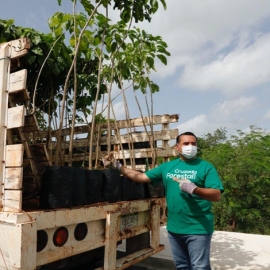 La Cruzada Forestal 2020 a punto de llegar a la meta de este año, afirma el alcalde Renán Barrera