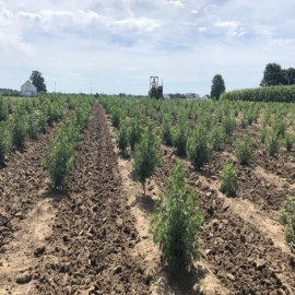 Artemisia Annua podría ser un tratamiento prometedor para COVID-19