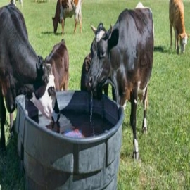 Una compañía afirma que sus ‘máscaras inteligentes’ reducen las emisiones de metano en las vacas; La Fundación Gates invierte 4,7 millones de dólares