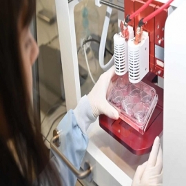 Italia declara la guerra a la «carne in vitro» mientras España invierte en un laboratorio de «carne cultivada» en San Sebastián