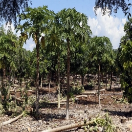 “Recortan” Bienestar al campo de Yucatán