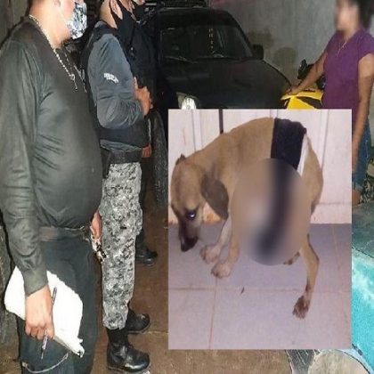 Tekax: atacan con arma blanca a un perrito