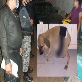 Tekax: atacan con arma blanca a un perrito