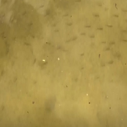 Peces de cenote nadan en calles de Las Américas