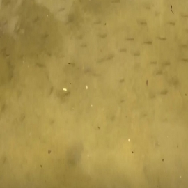 Peces de cenote nadan en calles de Las Américas