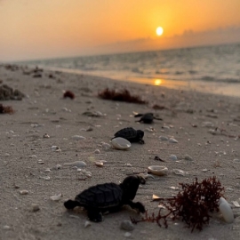 La costa de Sisal se convierte en el escenario perfecto para la liberación de crías de tortuga Carey