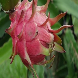 Virus amenaza venta de pitahaya en la zona maya