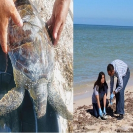 Piden respetar los nidos de tortugas en las playas de Progreso
