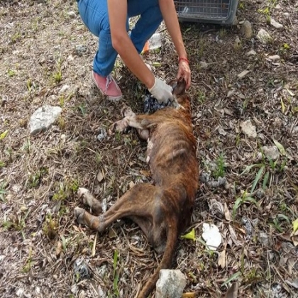 Playa del Carmen: Esterilizan a 500 perros y gatos de la calle en la primera parte del año