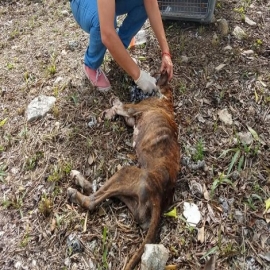 Playa del Carmen: Esterilizan a 500 perros y gatos de la calle en la primera parte del año