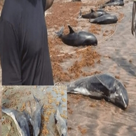 (VIDEO) Las autoridades de Ghana lanzan una investigación después de que decenas de delfines aparecieran muertos en tierra inexplicablemente