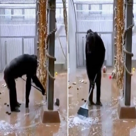 VIDEO: Un chimpancé encuentra una escoba y se pone a limpiar el piso y las ventanas de su jaula