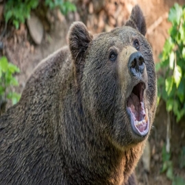 Hallan en Rusia los restos intactos del oso de las cavernas | Fotos