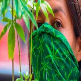 Comisiones del Senado aprueban dictamen para regular consumo de mariguana; avanza al Pleno