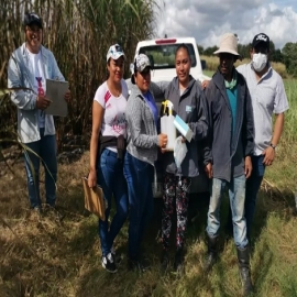 Cosecha de caña se blindan contra Ómicron
