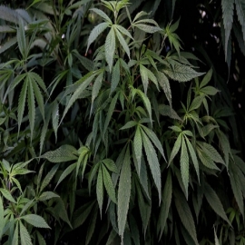 El principal componente psicoactivo de la mariguana podría prevenir el SDRA en pacientes con COVID: estudio