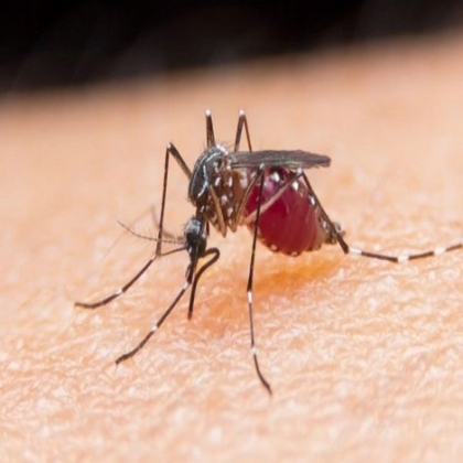 World Mosquito Program: ¿Qué hay detrás de la granja de Bill Gates en Colombia ?
