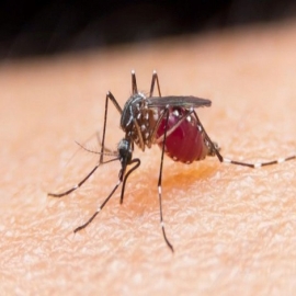 World Mosquito Program: ¿Qué hay detrás de la granja de Bill Gates en Colombia ?