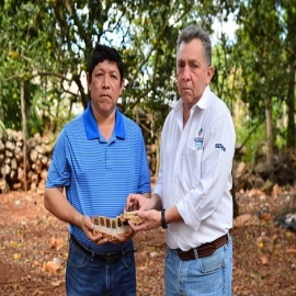 -El Gobierno de Vila Dosal ha entregado más de 38 mil abejas reinas para fortalecer la producción de miel.