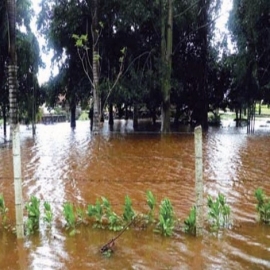 Campesinos de Yucatán pierden sus cosechas por culpa de "Gamma" y "Delta"