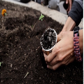Analiza Gobierno de AMLO liberar la producción de mariguana en México