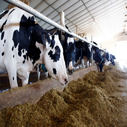 Canadá bajo constantes ataques cibernéticos en la industria de alimentos por parte de adversarios extranjeros