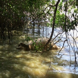 Un misterio: muerte de dos delfines en la Bahía de Chetumal
