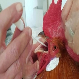 La avícola argentina que resistió la matanza de 200.000 gallinas tenía razón: El segundo análisis dió negativo