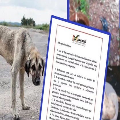 Investigan caso de crueldad extrema contra varios perros en Maxcanú
