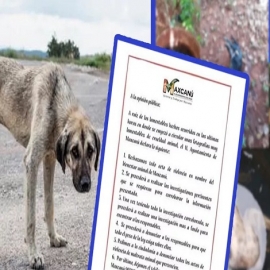 Investigan caso de crueldad extrema contra varios perros en Maxcanú