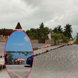Este año nacerán menos flamencos en la costa de Yucatán por crisis climática