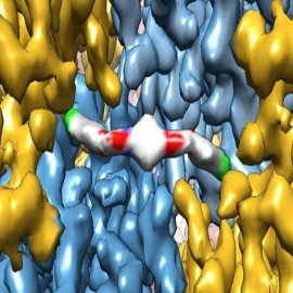 ISRIB, el fármaco experimental que podría revertir el deterioro cognitivo ligado al envejecimiento
