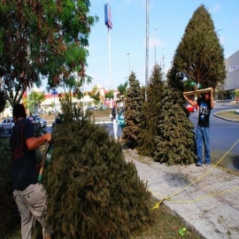 Mérida: Abren centros de acopio para reciclar pinos de Navidad naturales