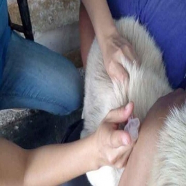 Playa del Carmen: Presuntos casos de coronavirus atrasan campaña de vacunación antirrábica