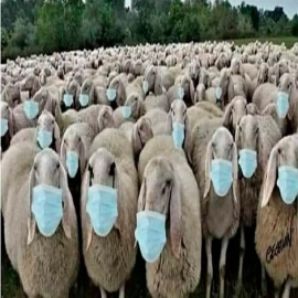 Medios de comunicación, científicos, médicos vendidos y políticos sin escrúpulos, acosan, persiguen y acorralan al rebaño humano